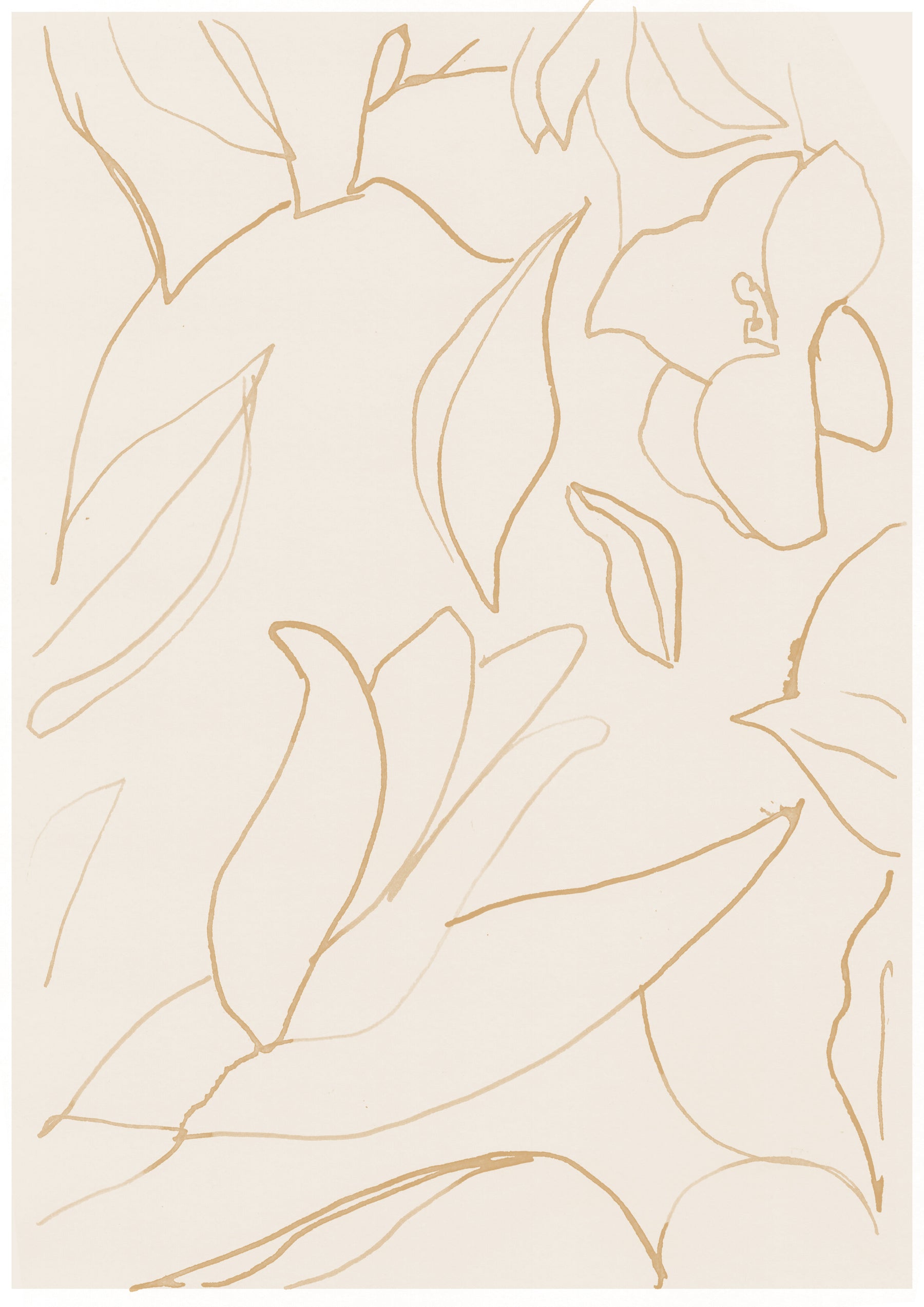 Illustration of white lily pattern, favourite flower of Nonna Elena commissioned by the Atelier from artist Sarah Hankinson.